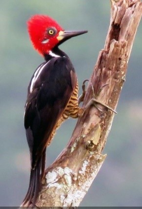 Carpintero Barbinegro