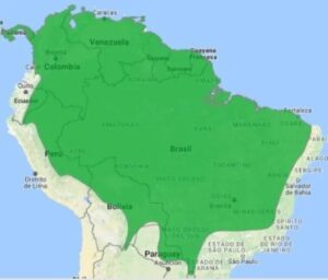 Carpintero Barbinegro - Ubicación