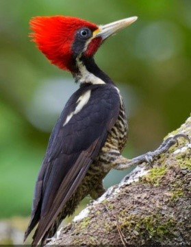 Carpintero Crestirojo