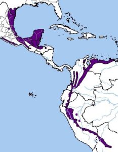 Chara Verde - Ubicación