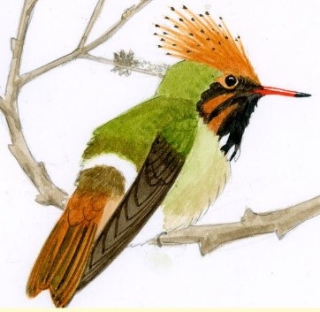 Coqueta Coronada