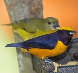 Eufonia Coroninaranja