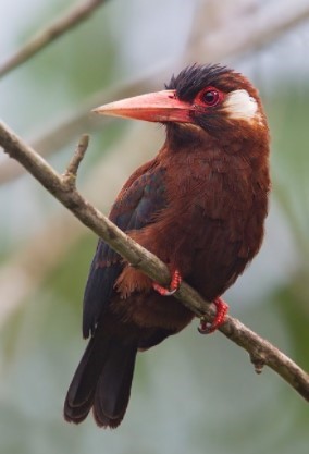 Jacamar Orejiblanco