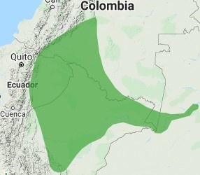 Jacamar Orejiblanco - Ubicación