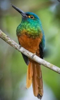 Jacamar Pechicobrizo