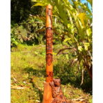 Entzaya Ainz Jea Artesanías - Jaguar