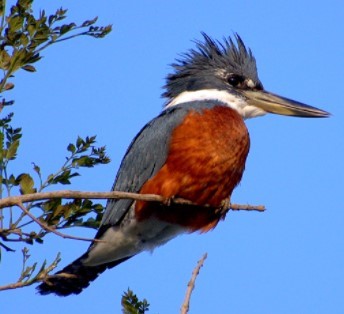 Martín Pescador Grande
