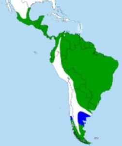 Martín Pescador Grande - Ubicación