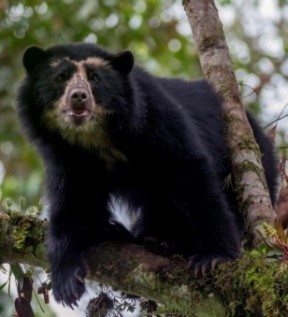Oso Andino
