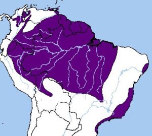 Tucán de Pico Acanalado - Ubicación